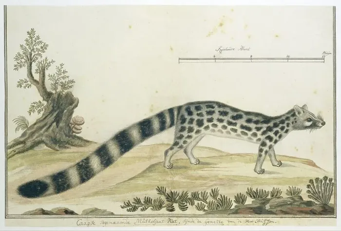 Framed Print : Genetta tigrina (Cape genet), 1777-1786. Creator: Robert Jacob Gordon