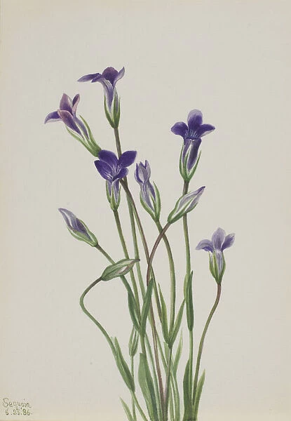 Gentian (Gentiana holopetala), 1936. Creator: Mary Vaux Walcott