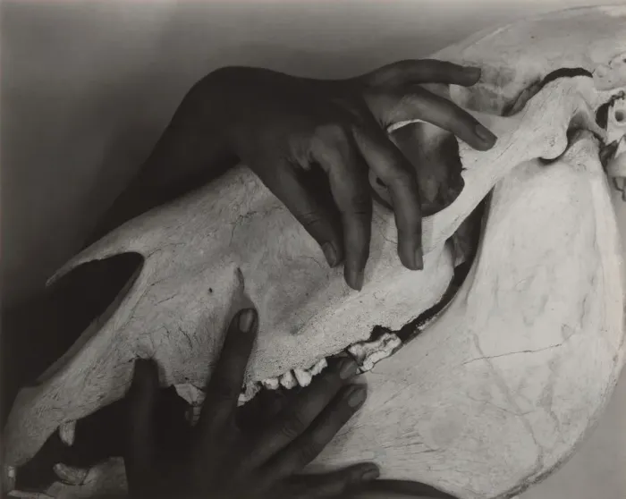 Framed Print : Georgia O Keeffe - Hands and Horse Skull, 1931. Creator: Alfred Stieglitz Framed Print : Georgia O Keeffe - Hands and Horse Skull, 1931. Creator: Alfred Stieglitz