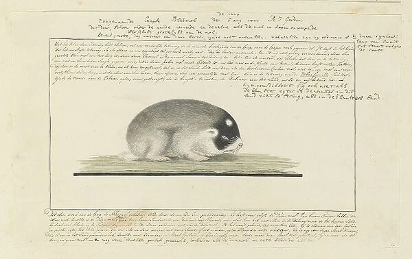 Georychus capensis (Cape mole-rat), 1777. Creator: Robert Jacob Gordon
