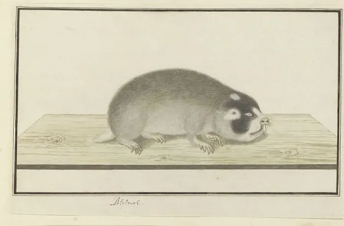 Framed Print : Georychus capensis (Cape mole-rat), 1777-1780. Creator: Robert Jacob Gordon Framed Print : Georychus capensis (Cape mole-rat), 1777-1780. Creator: Robert Jacob Gordon