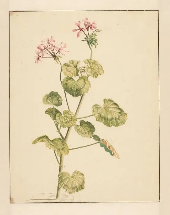 Framed Print : Geranium, 1668-1729. Creator: Vincent Laurentz van der Vinne I Framed Print : Geranium, 1668-1729. Creator: Vincent Laurentz van der Vinne I