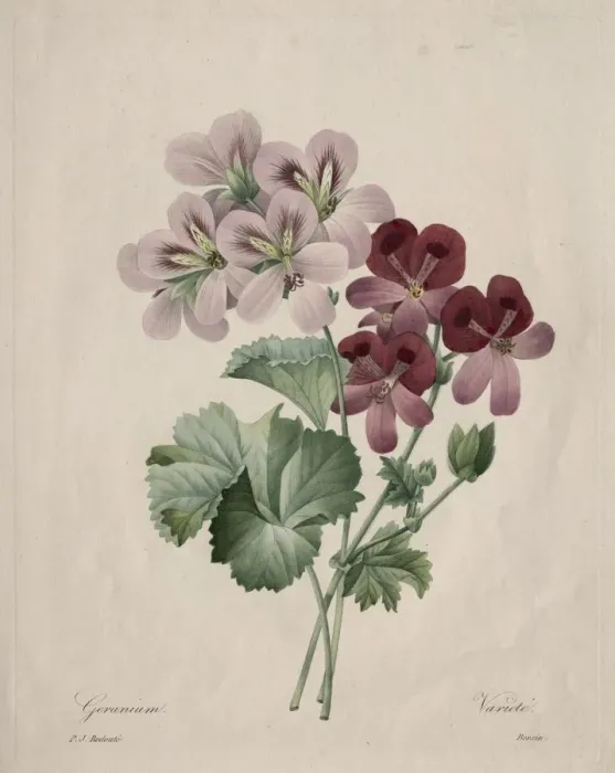Framed Print : Geranium, 1827. Creator: Henry Joseph Redoute (French, 1766-1853) Framed Print : Geranium, 1827. Creator: Henry Joseph Redoute (French, 1766-1853)