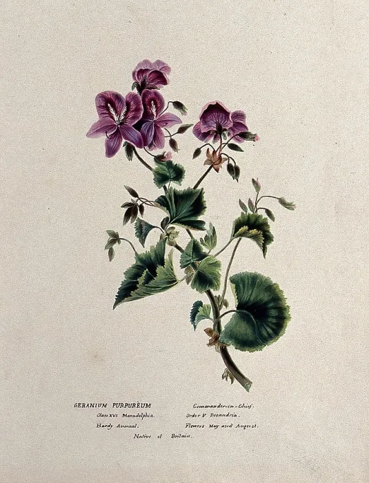 Framed Print : A geranium (Geranium purpureum): flowering stem, c1850. Creator: Unknown Framed Print : A geranium (Geranium purpureum): flowering stem, c1850. Creator: Unknown