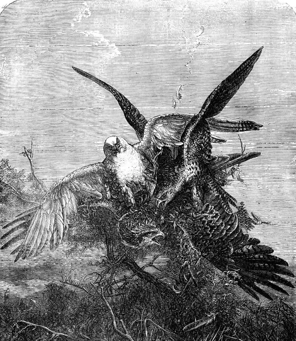 Framed Print : Gerfalcons Striking a Kite - painted by J. Wolf - from the Exhibition of the Royal Academy, 1856. Creator: Harvey Orrin Smith. Gerfalcons Striking a Kite - painted by J. Wolf - from the Exhibition of the Royal Academy, 1856 Framed Print : Gerfalcons Striking a Kite - painted by J. Wolf - from the Exhibition of the Royal Academy, 1856. Creator: Harvey Orrin Smith. Gerfalcons Striking a Kite - painted by J. Wolf - from the Exhibition of the Royal Academy, 1856