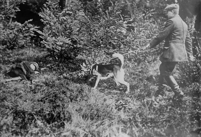 Framed Print : German Red Cross dog seeking wounded, between 1914 and c1915. Creator: Bain News Service Framed Print : German Red Cross dog seeking wounded, between 1914 and c1915. Creator: Bain News Service