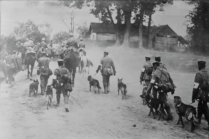Framed Print : German Red Cross Dogs going to front, between c1915 and 1918. Creator: Bain News Service Framed Print : German Red Cross Dogs going to front, between c1915 and 1918. Creator: Bain News Service