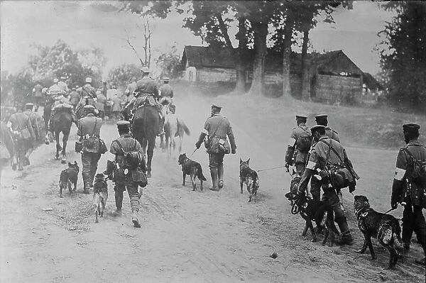 German Red Cross Dogs going to front, between c1915 and 1918. Creator: Bain News Service