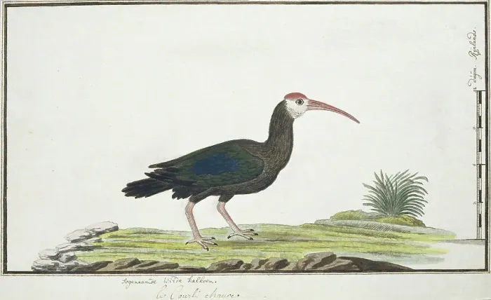 Framed Print : Geronticus calvus (Southern bald ibis), c.1778. Creator: Robert Jacob Gordon Framed Print : Geronticus calvus (Southern bald ibis), c.1778. Creator: Robert Jacob Gordon