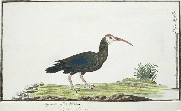 Geronticus calvus (Southern bald ibis), c.1778. Creator: Robert Jacob Gordon