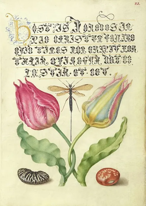 Framed Print : Gesner'sTulip, Ichneumon Fly, Kidney Bean, and Scarlet Runner Bean, 1561-2; illumination 1591-6. Creator: Joris Hoefnagel Framed Print : Gesner'sTulip, Ichneumon Fly, Kidney Bean, and Scarlet Runner Bean, 1561-2; illumination 1591-6. Creator: Joris Hoefnagel