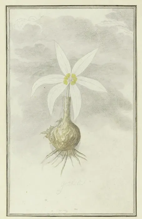 Framed Print : Gethyllis Afra L (Kukukmakranka), 1777-1786. Creator: Robert Jacob Gordon Framed Print : Gethyllis Afra L (Kukukmakranka), 1777-1786. Creator: Robert Jacob Gordon