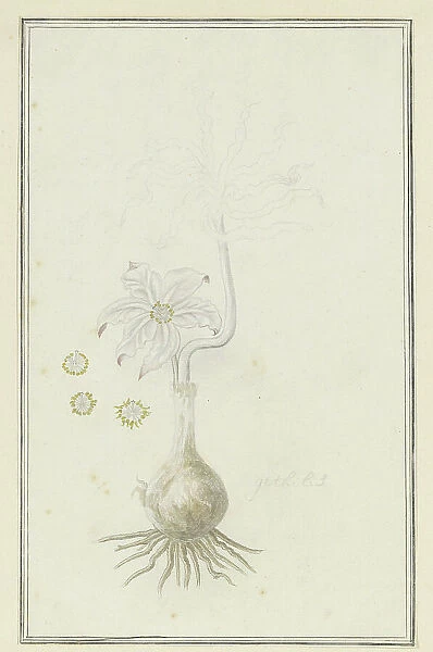Gethyllis britteniana baker (Kukumakranka), 1777-1786. Creator: Robert Jacob Gordon