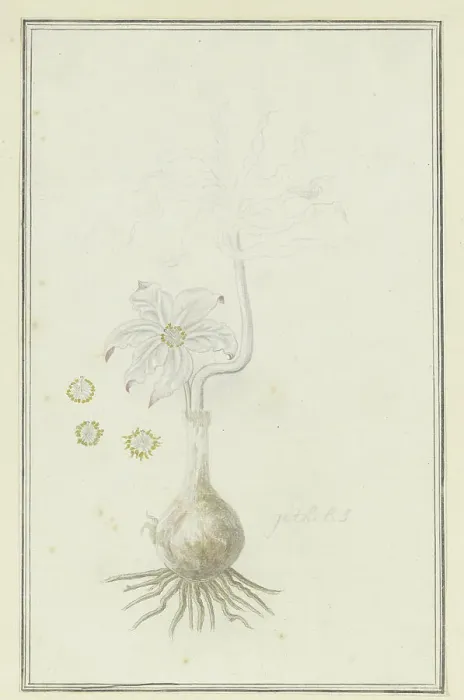 Framed Print : Gethyllis britteniana baker (Kukumakranka), 1777-1786. Creator: Robert Jacob Gordon Framed Print : Gethyllis britteniana baker (Kukumakranka), 1777-1786. Creator: Robert Jacob Gordon