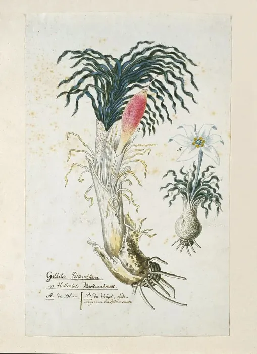 Framed Print : Gethyllis ciliaris (Koekemakranka), 1777-1786. Creator: Robert Jacob Gordon Framed Print : Gethyllis ciliaris (Koekemakranka), 1777-1786. Creator: Robert Jacob Gordon