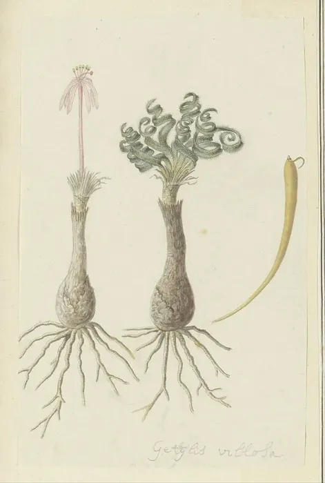 Framed Print : Gethyllis lanuginose Marloth [Gethyllis Villosa] (Kukumakranka), 1777-1786. Creator: Robert Jacob Gordon