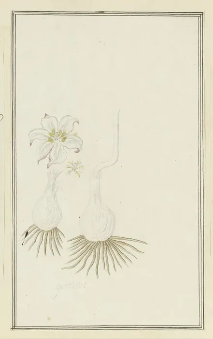 Framed Print : Gethyllis sp. (Kukumakranka), 1777-1786. Creator: Robert Jacob Gordon Framed Print : Gethyllis sp. (Kukumakranka), 1777-1786. Creator: Robert Jacob Gordon