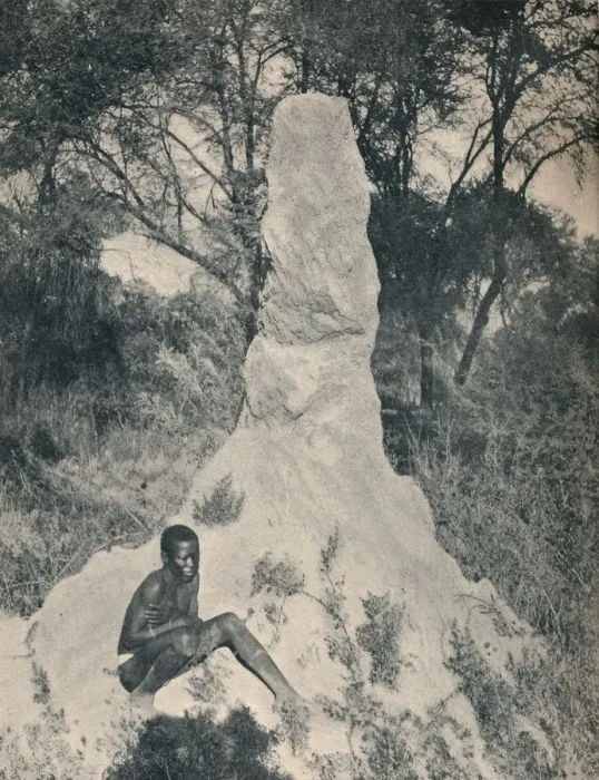 Framed Print : One of the Giant Ant Heaps peculiar to some districts of South Africa, c1900. Creator: Unknown Framed Print : One of the Giant Ant Heaps peculiar to some districts of South Africa, c1900. Creator: Unknown