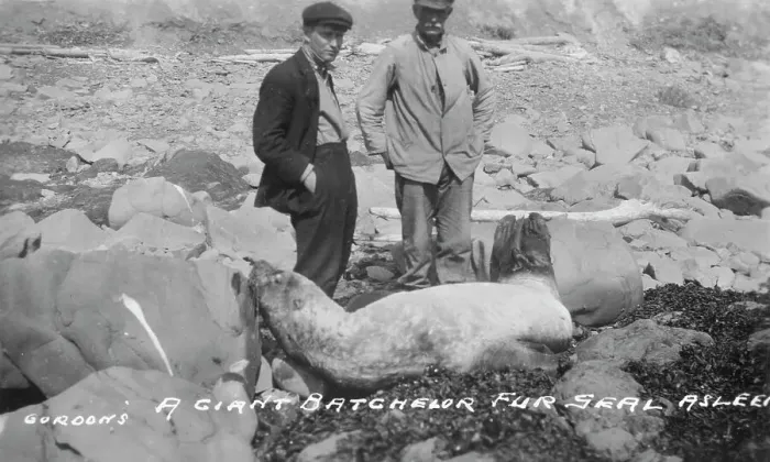 Framed Print : A giant batchelor fur seal asleep, between c1900 and c1930. Creator: Unknown Framed Print : A giant batchelor fur seal asleep, between c1900 and c1930. Creator: Unknown