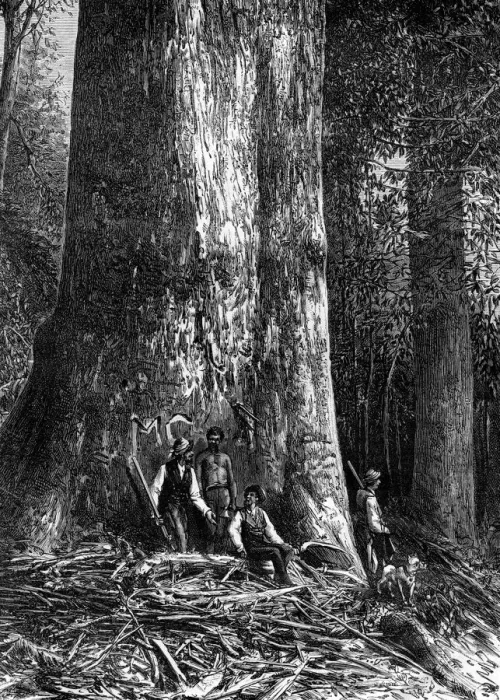 Framed Print : Giant eucalyptus, Australia, 1886. Artist: Taylor Framed Print : Giant eucalyptus, Australia, 1886. Artist: Taylor