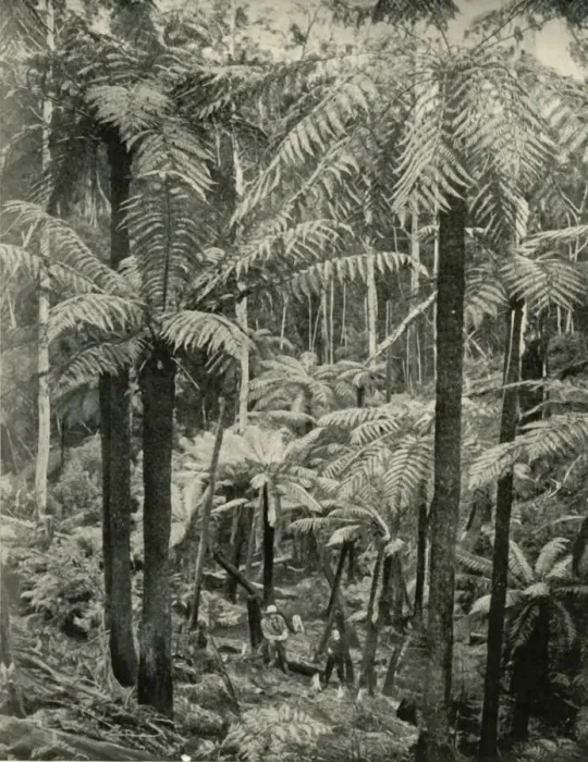 Framed Print : Giant Ferns at Gembrook, 1901. Creator: Unknown Framed Print : Giant Ferns at Gembrook, 1901. Creator: Unknown