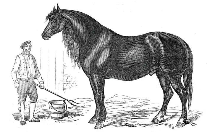 Framed Print : The giant horse exhibited at Southampton, 1844. Creator: Unknown Framed Print : The giant horse exhibited at Southampton, 1844. Creator: Unknown