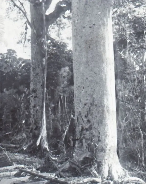 Framed Print : Giant Kauri Tree, late 19th-early 20th century. Creator: Unknown Framed Print : Giant Kauri Tree, late 19th-early 20th century. Creator: Unknown
