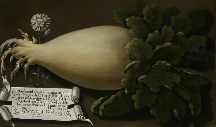 Framed Print : A Giant Radish, 1626. Creator: Anon Framed Print : A Giant Radish, 1626. Creator: Anon