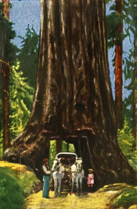 Framed Print : Giant Redwood in California, c1928. Creator: Unknown Framed Print : Giant Redwood in California, c1928. Creator: Unknown