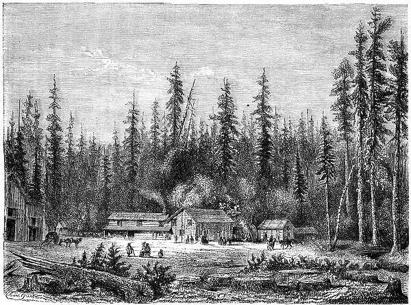 Giant sequoia forest, California, 19th century. Artist: Paul Huet