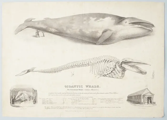 Framed Print : Gigantic Whale: The Greenland Whale (or Baloena Musculus), 1832. Creator: George Scharf Framed Print : Gigantic Whale: The Greenland Whale (or Baloena Musculus), 1832. Creator: George Scharf