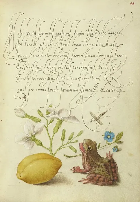 Framed Print : Gillyflower, Insect, Germander, Almond, and Frog, 1561-1562; illumination added 1591-1596. Creator: Joris Hoefnagel Framed Print : Gillyflower, Insect, Germander, Almond, and Frog, 1561-1562; illumination added 1591-1596. Creator: Joris Hoefnagel