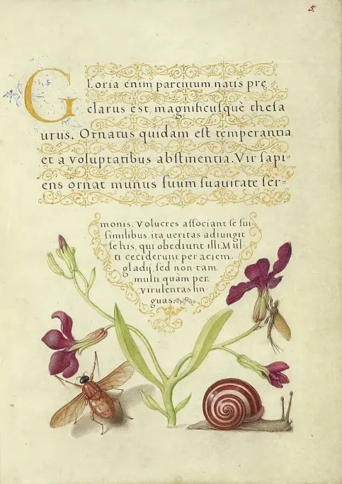Framed Print : Gillyflower, Mayfly, Fly, and Snail, 1561-1562; illumination added 1591-1596. Creator: Joris Hoefnagel Framed Print : Gillyflower, Mayfly, Fly, and Snail, 1561-1562; illumination added 1591-1596. Creator: Joris Hoefnagel