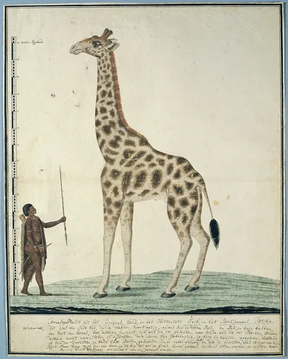Framed Print : Giraffa camelopardalis (Giraffe), 1779. Creator: Robert Jacob Gordon Framed Print : Giraffa camelopardalis (Giraffe), 1779. Creator: Robert Jacob Gordon