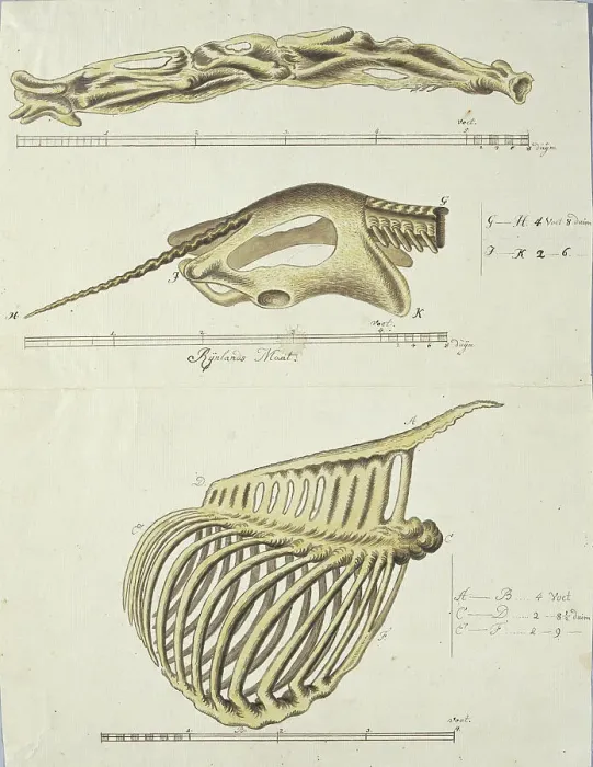 Framed Print : Giraffa camelopardalis (Giraffe), skeleton, 1779. Creator: Robert Jacob Gordon Framed Print : Giraffa camelopardalis (Giraffe), skeleton, 1779. Creator: Robert Jacob Gordon