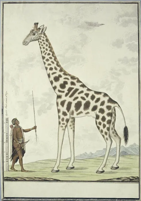 Framed Print : Giraffa camelopardalis (Giraffe); with left a Khoikhoi as Scale Model, 1779. Creator: Robert Jacob Gordon Framed Print : Giraffa camelopardalis (Giraffe); with left a Khoikhoi as Scale Model, 1779. Creator: Robert Jacob Gordon