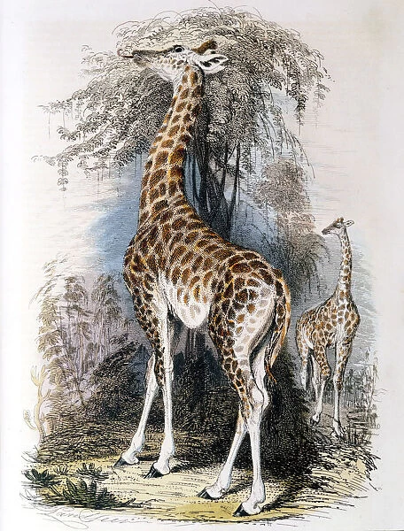 Giraffe browsing on a tree, 1836