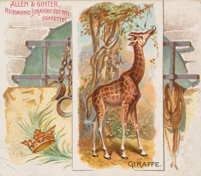 Framed Print : Giraffe, from Quadrupeds series (N41) for Allen & Ginter Cigarettes, 1890 Framed Print : Giraffe, from Quadrupeds series (N41) for Allen & Ginter Cigarettes, 1890