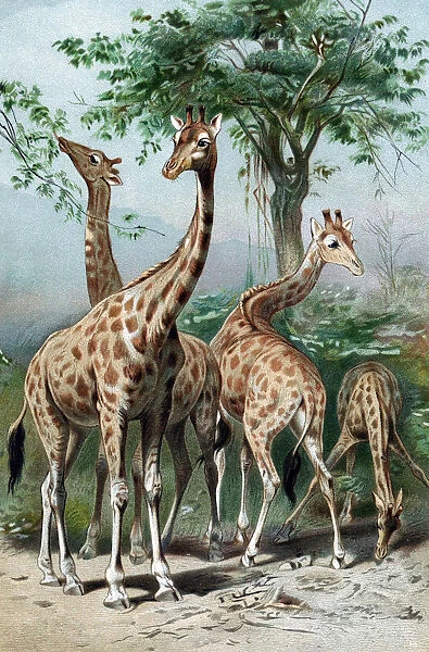 Giraffes browsing, c1885