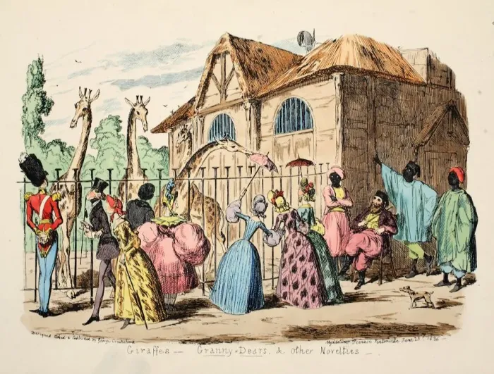 Framed Print : Giraffes - Granny Dears and Other Novelties, 1886 Framed Print : Giraffes - Granny Dears and Other Novelties, 1886