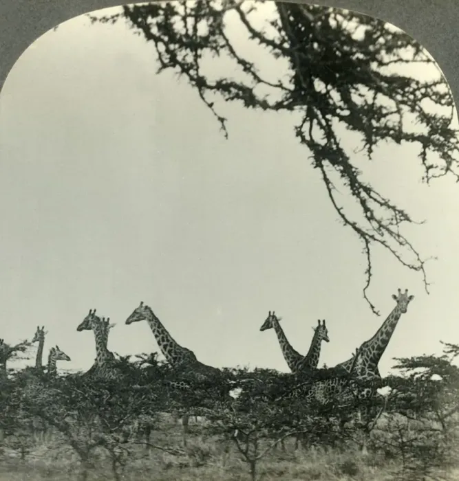 Framed Print : Giraffes in the Kruger National Park, Transvaal, the Game Sanctuary of South Africa, c1930s Framed Print : Giraffes in the Kruger National Park, Transvaal, the Game Sanctuary of South Africa, c1930s