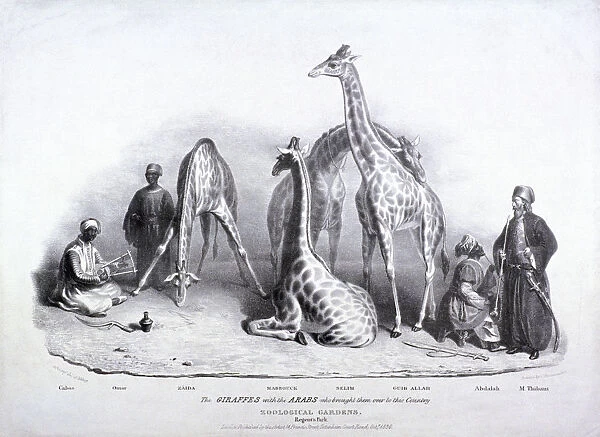 Giraffes at the Zoological Gardens, Regents Park, Marylebone, London, 1836. Artist