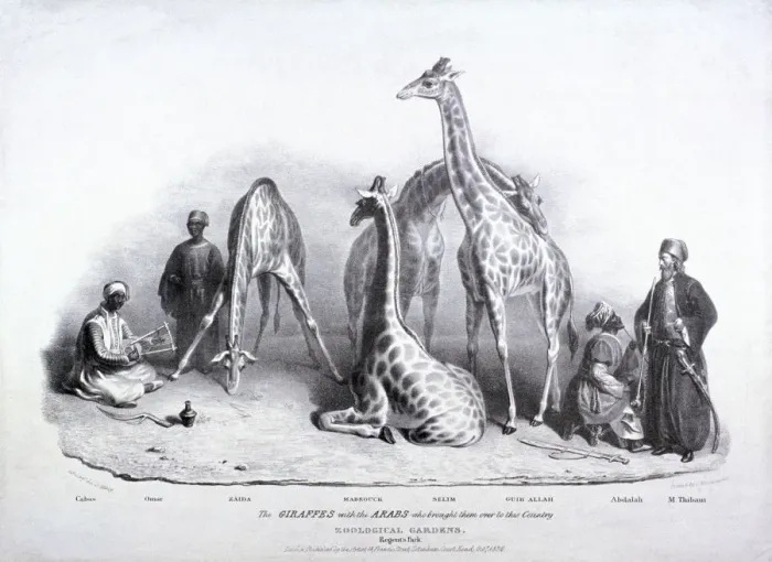Framed Print : Giraffes at the Zoological Gardens, Regents Park, Marylebone, London, 1836. Artist Framed Print : Giraffes at the Zoological Gardens, Regents Park, Marylebone, London, 1836. Artist