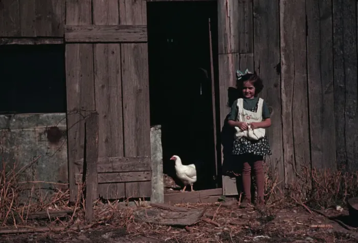 Framed Print : Girl next to barn with chicken, between 1941 and 1942. Creator: Unknown Framed Print : Girl next to barn with chicken, between 1941 and 1942. Creator: Unknown