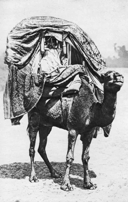 Framed Print : A girl on a camel litter, Algeria, 1922. Artist: Crete Framed Print : A girl on a camel litter, Algeria, 1922. Artist: Crete