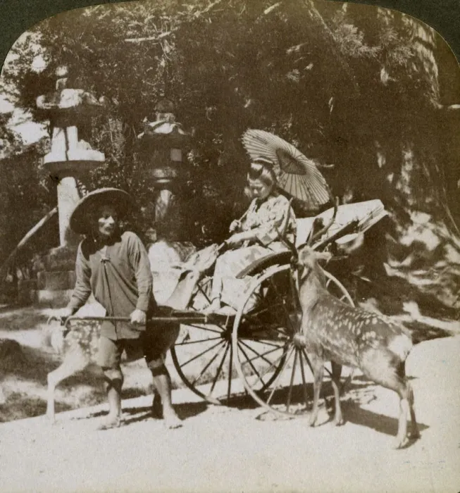 Framed Print : Girl feeding sacred deer on her way to prayers, grounds of Kasuga Temple, Nara, Japan, 1904. Artist: Underwood & Underwood