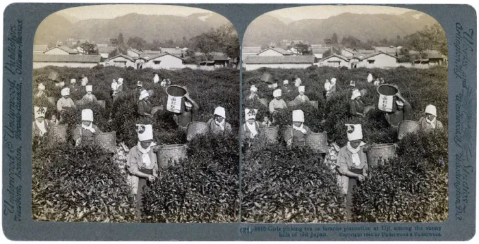 Framed Print : Girls picking tea on the famous plantation at Uji, Japan, 1904. Artist: Underwood & Underwood Framed Print : Girls picking tea on the famous plantation at Uji, Japan, 1904. Artist: Underwood & Underwood