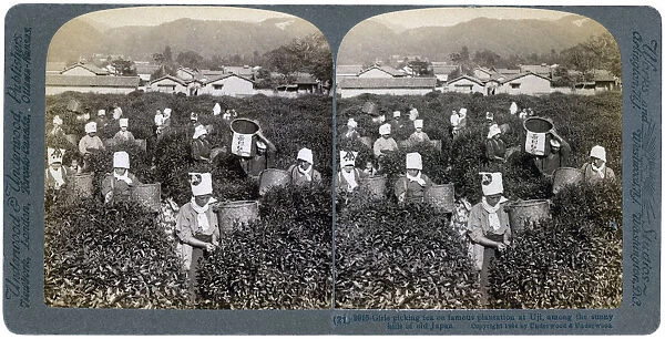Girls picking tea on the famous plantation at Uji, Japan, 1904. Artist: Underwood & Underwood