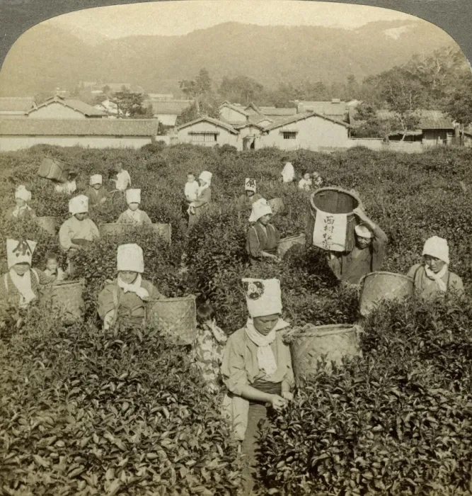 Framed Print : Girls picking tea, Uji, Japan. Artist: Underwood & Underwood Framed Print : Girls picking tea, Uji, Japan. Artist: Underwood & Underwood