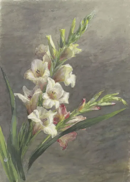Framed Print : Gladiolus, 1836-1895. Creator: Gerardina Jacoba van de Sande Bakhuyzen Framed Print : Gladiolus, 1836-1895. Creator: Gerardina Jacoba van de Sande Bakhuyzen